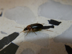 Calathus melanocephalus