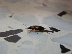 Calathus melanocephalus