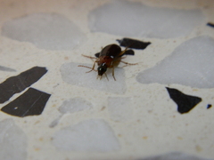 Calathus melanocephalus