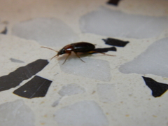 Calathus melanocephalus