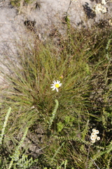 Senecio umbellatus