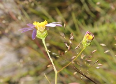 Senecio umbellatus