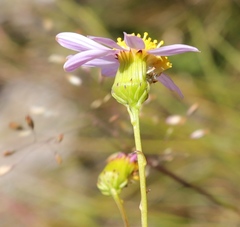 Senecio umbellatus