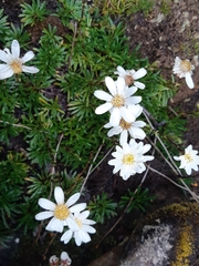 Scapisenecio albogilvus