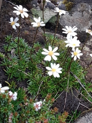 Scapisenecio albogilvus