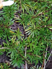 Scapisenecio albogilvus