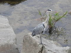 Ardea cinerea