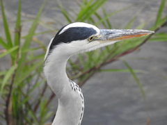 Ardea cinerea
