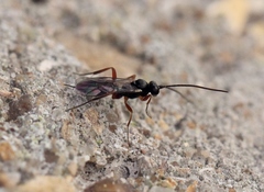 Hemiteles similis