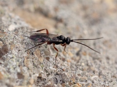 Hemiteles similis