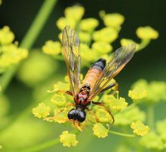 Tenthredo campestris