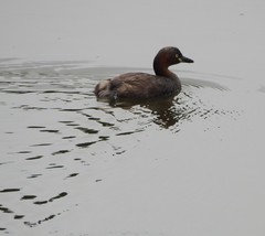 Tachybaptus ruficollis