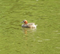 Tachybaptus ruficollis