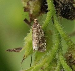 Syricoris