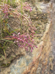 Ledebouria floribunda