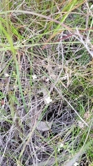 Mitrasacme polymorpha