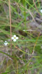 Mitrasacme polymorpha