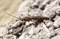 Tromatobia lineatoria