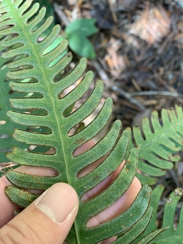 Image of Pteris biaurita by (c) 呂一起(Lu i-chi), some rights reserved (CC BY)