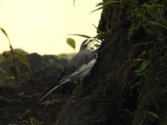 Motacilla alba