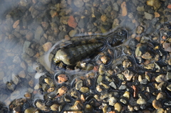 Potamididae