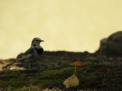 Motacilla alba