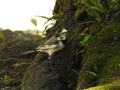 Motacilla alba