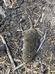 Microtus californicus