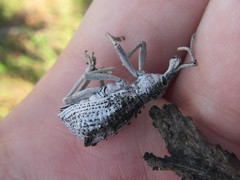 Leptopius clavus