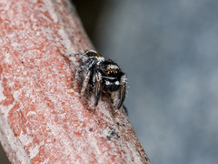 Pellenes geniculatus