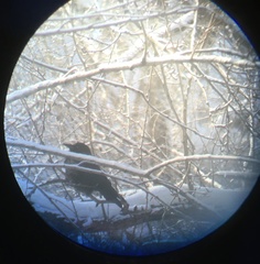 Corvus cornix × corone