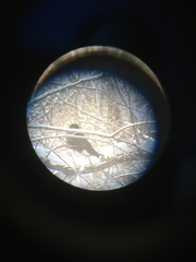 Corvus cornix × corone