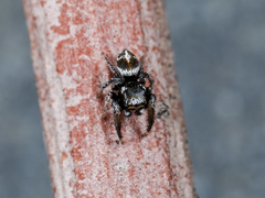 Pellenes geniculatus