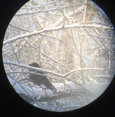 Corvus cornix × corone