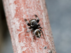 Pellenes geniculatus