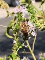 Apis mellifera