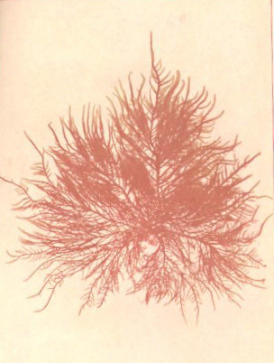 Grateloupia filicina