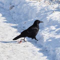 Corvus corone