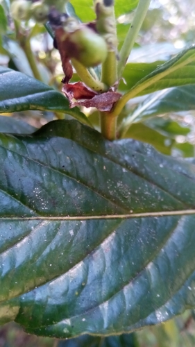 Gaertnera obovata var. sphaerocarpa image