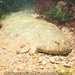 Common Sole - Photo (c) tamsynmann, some rights reserved (CC BY-NC), uploaded by tamsynmann