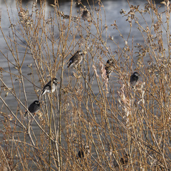 Spodiopsar cineraceus