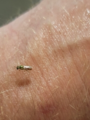 Anthophila