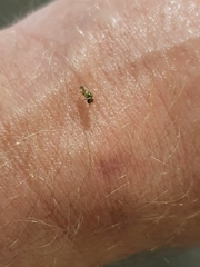 Anthophila