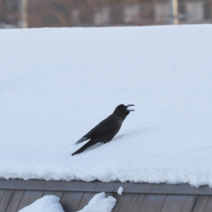 Corvus macrorhynchos