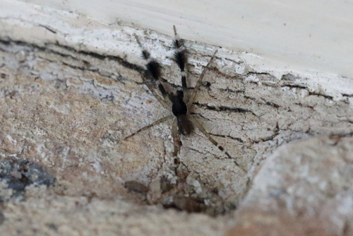 Cycloctenidae