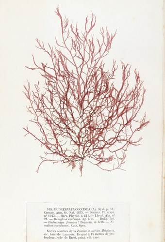 Representative image of Dudresnaya verticillata