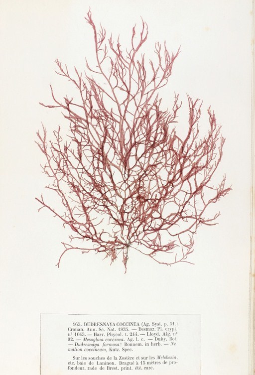 Dudresnaya verticillata