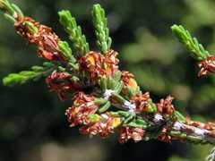 Passerina montana