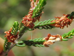 Passerina montana