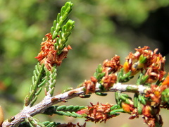Passerina montana